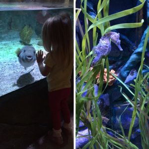 Making new friends at the Sealife Aquarium