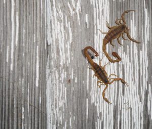 7 Things I've Learned {the hard way} About Scorpions