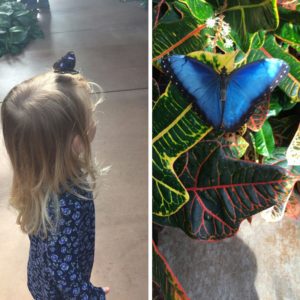 You never know where the butterflies will land at Butterfly Wonderland!
