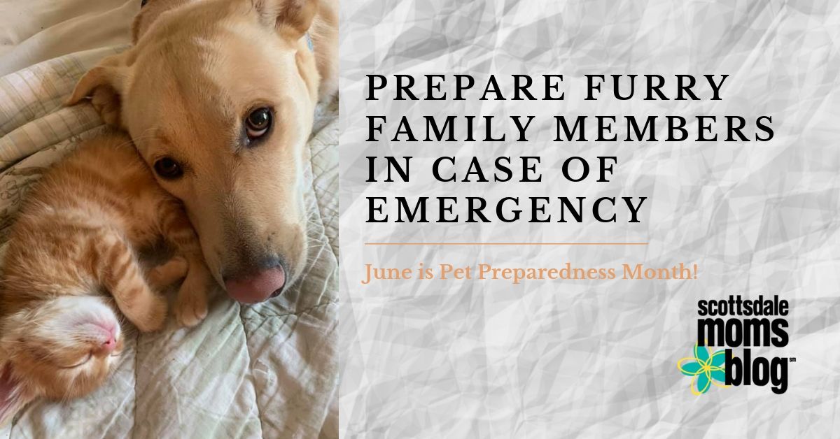 prepare furry family members in case of emergency